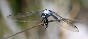 Orthetrum brunneum. Southern Skimmer.
