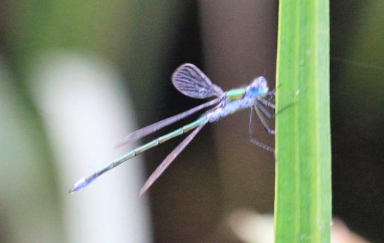 Lestes sponsa