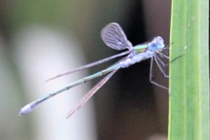 Lestes sponsa