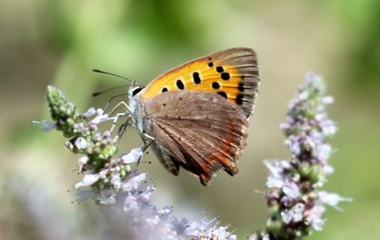 Lycaena ottomana. Grecian Copper.