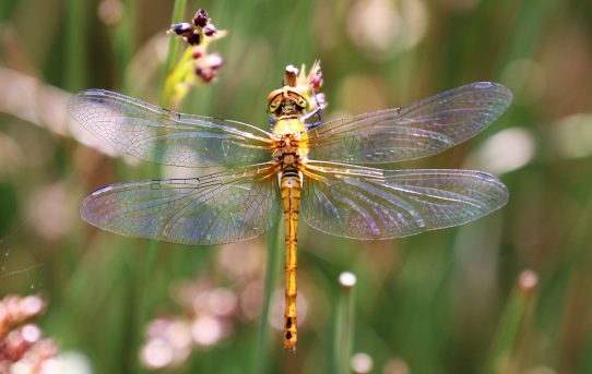 Sympetrum sanguineum