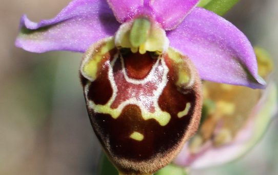 Ophrys saliarisii