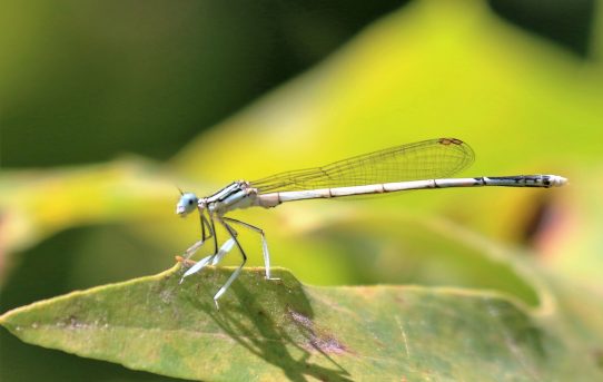 Platycnemis pennipes ssp nitidula