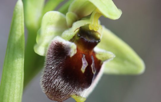 Ophrys bornmuelleri