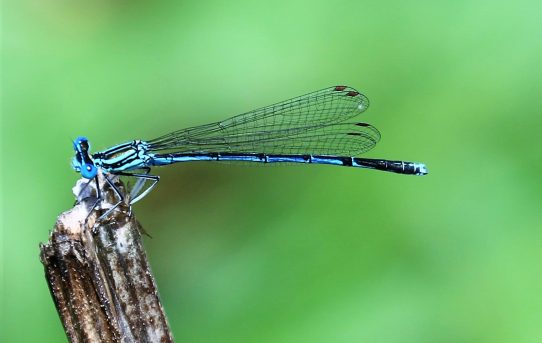 Coenagrion puella