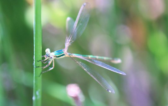 Lestes barbarus