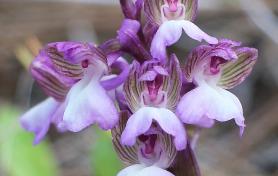 Orchis syriaca