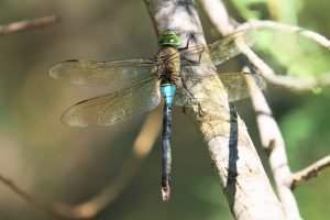 Anax parthenope