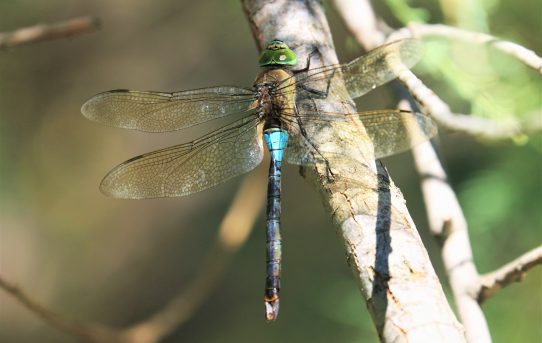 Anax parthenope