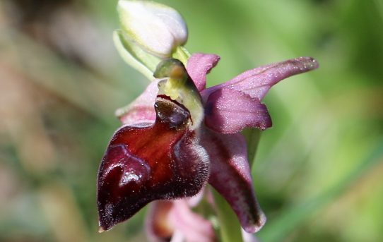 Ophrys elegans