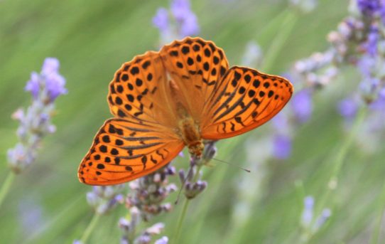 Argynnis paphia. Silver-washed Fritillary.