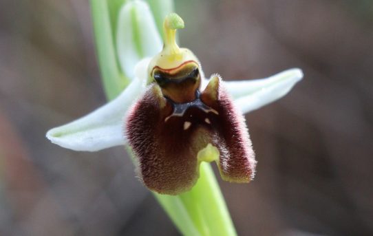 Ophrys levantina