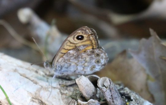 Lasiommata megera. Wall Brown.