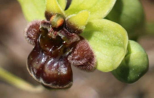 Ophrys bombyliflora