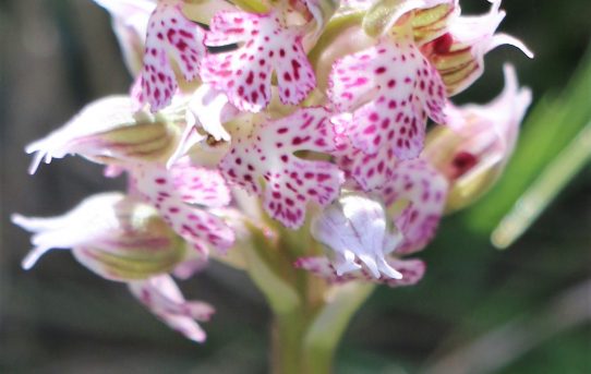 Orchis lactea