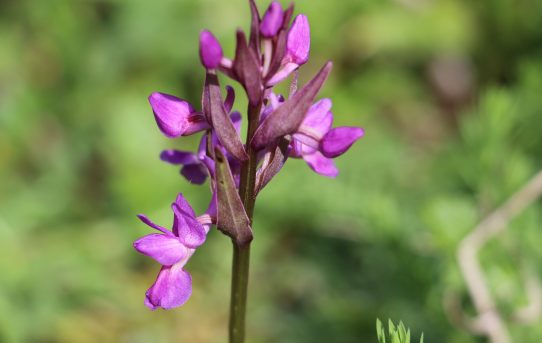 Dactylorhiza romana