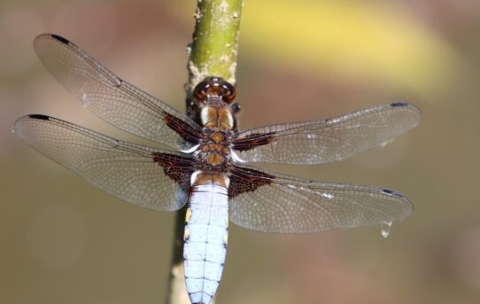 Libellula depressa.