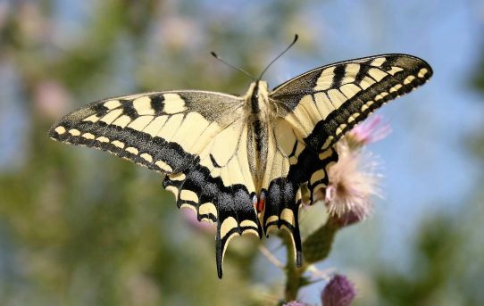 Papilio machaon. Swallowtail.