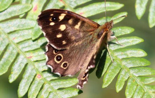 Pararge aegeria. Speckled Wood.