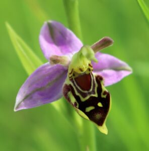Ophrys apifera.