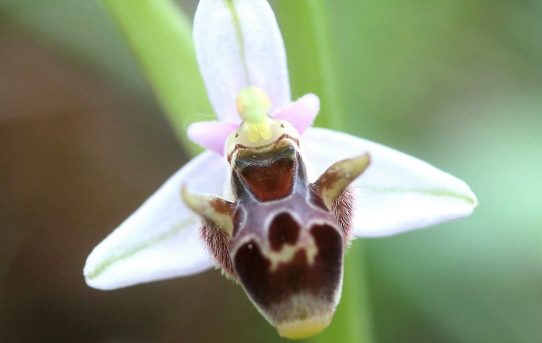 Ophrys attica var alba