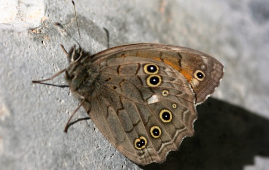 Kirinia roxelana. Lattice Brown.