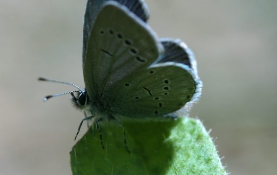 Cupido minimus. Little Blue.