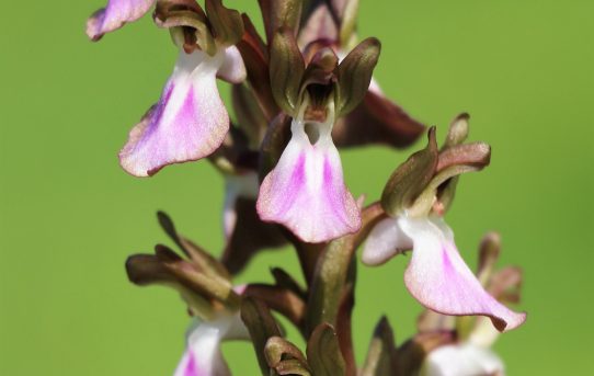 Orchis collina