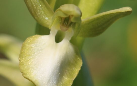 Orchis collina ssp. leucoglossa