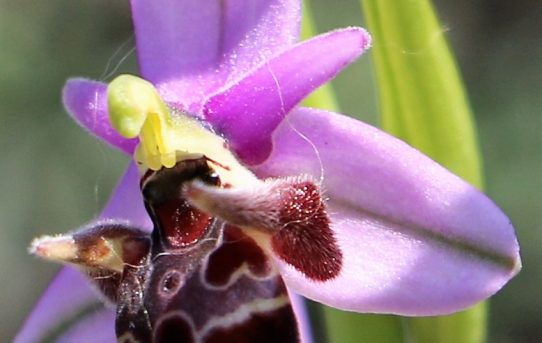 Ophrys oestrifera ssp. dodekanensis