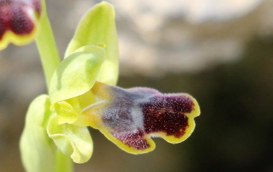 Ophrys fusca ssp. cinereophila