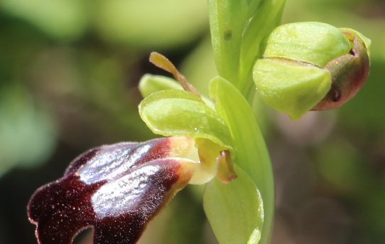 Ophrys fusca ssp. attaviria