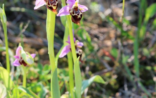 Ophrys heldreichii ssp heldreichii