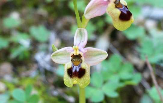 Ophrys tenthredinifera ssp dimidiata