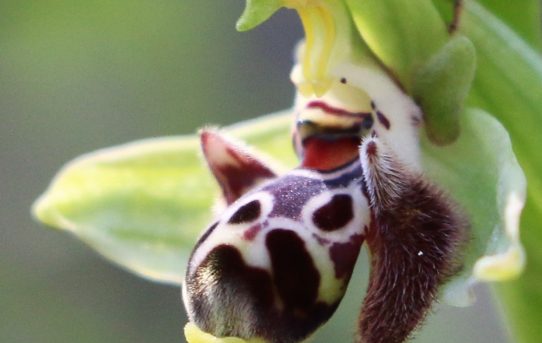 Ophrys umbilicata ssp. rhodia