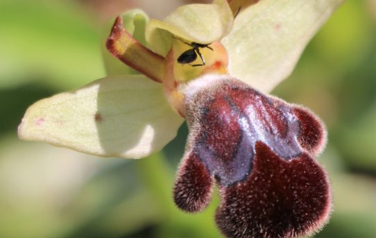 Ophrys omegaifera ssp. sitiaca