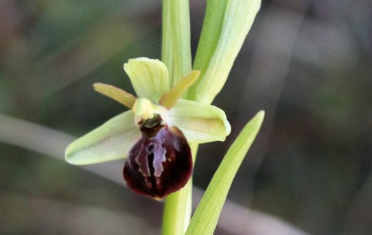 Ophrys sphegodes ssp cretensis