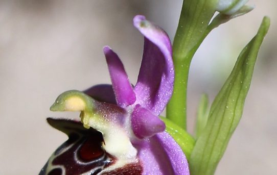 Ophrys heldreichii ssp calysus