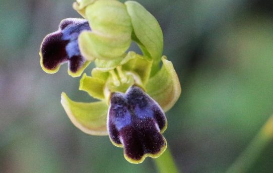 Ophrys fusca ssp. creberrima