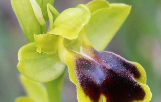 Ophrys blitopertha