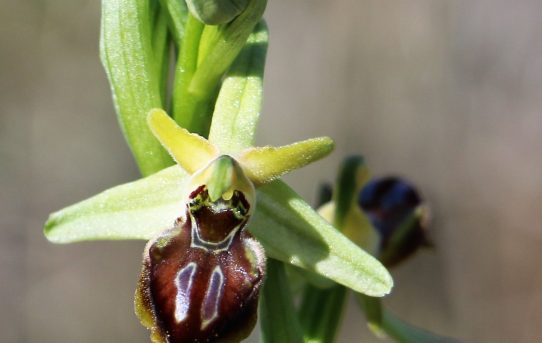 Ophrys gortynia