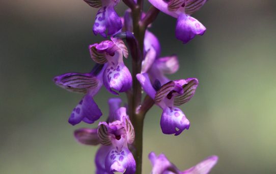 Anacamptis morio ssp. morio