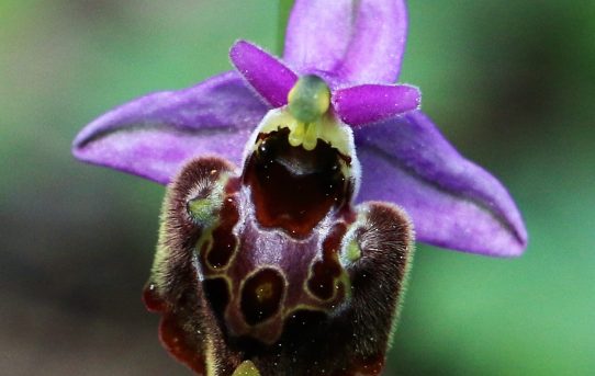 Ophrys holoserica ssp. halia