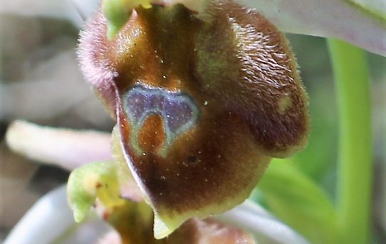 Ophrys fusca ssp. lucis