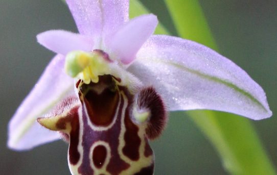 Ophrys heldreichii ssp. polyxo