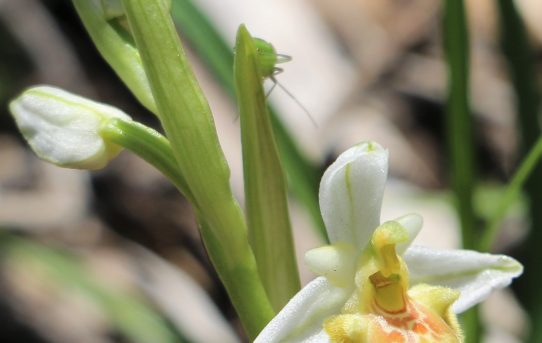 Ophrys polyxo var hypochromatic