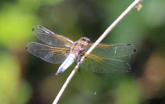 Libellula fulva