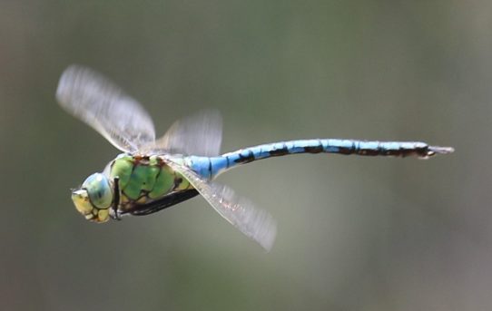 Anax imperator. Blue Emperor.