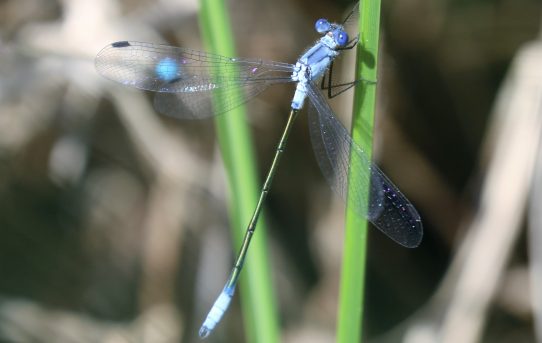 Lestes macrostigma. Dark Spreadwing.