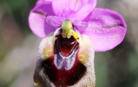 Ophrys tenthredinifera